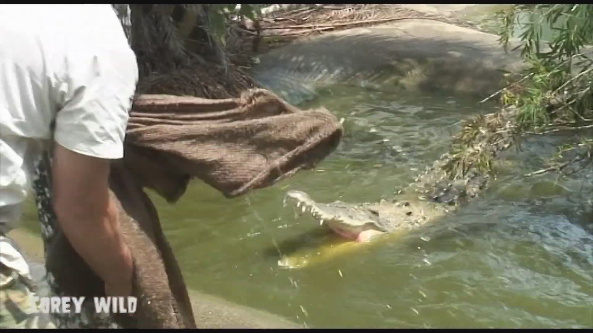 Crocodile man vs crocodile death toll