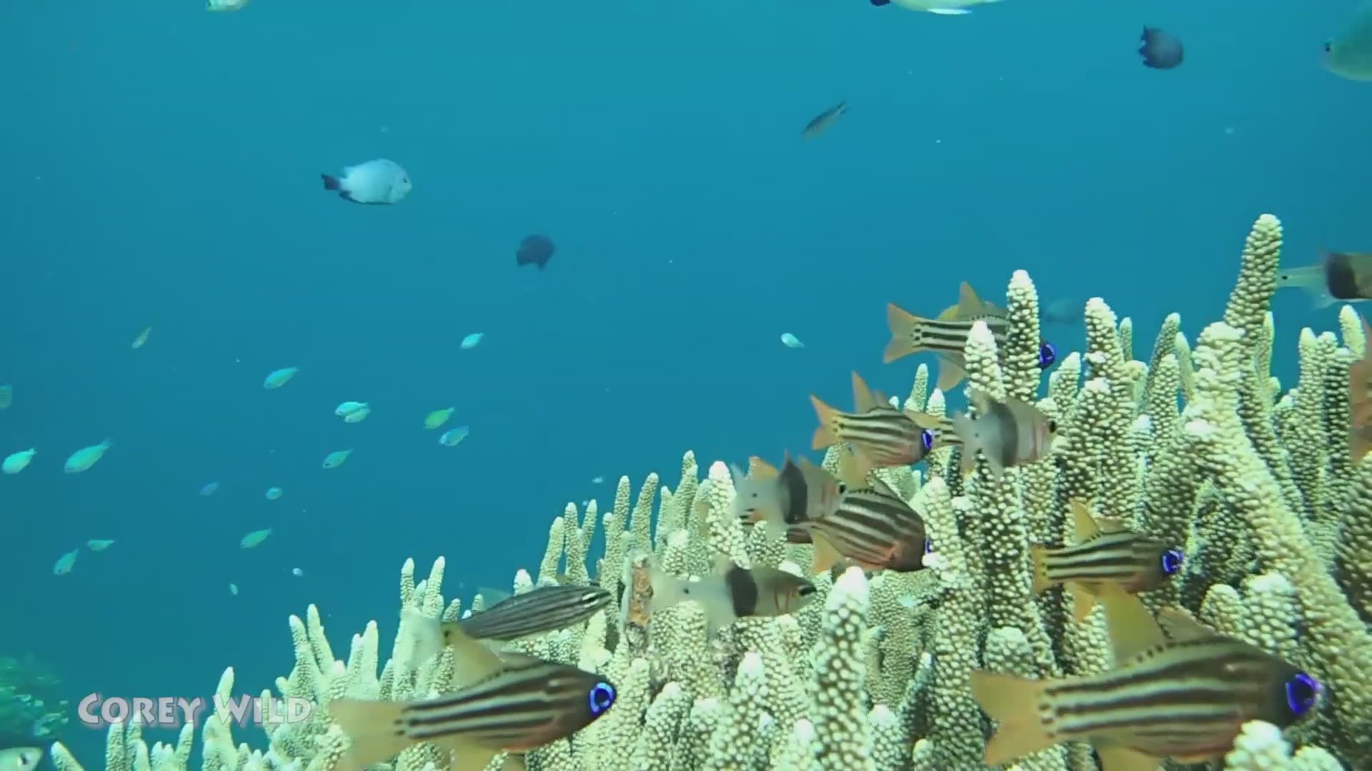 Save the coral reef