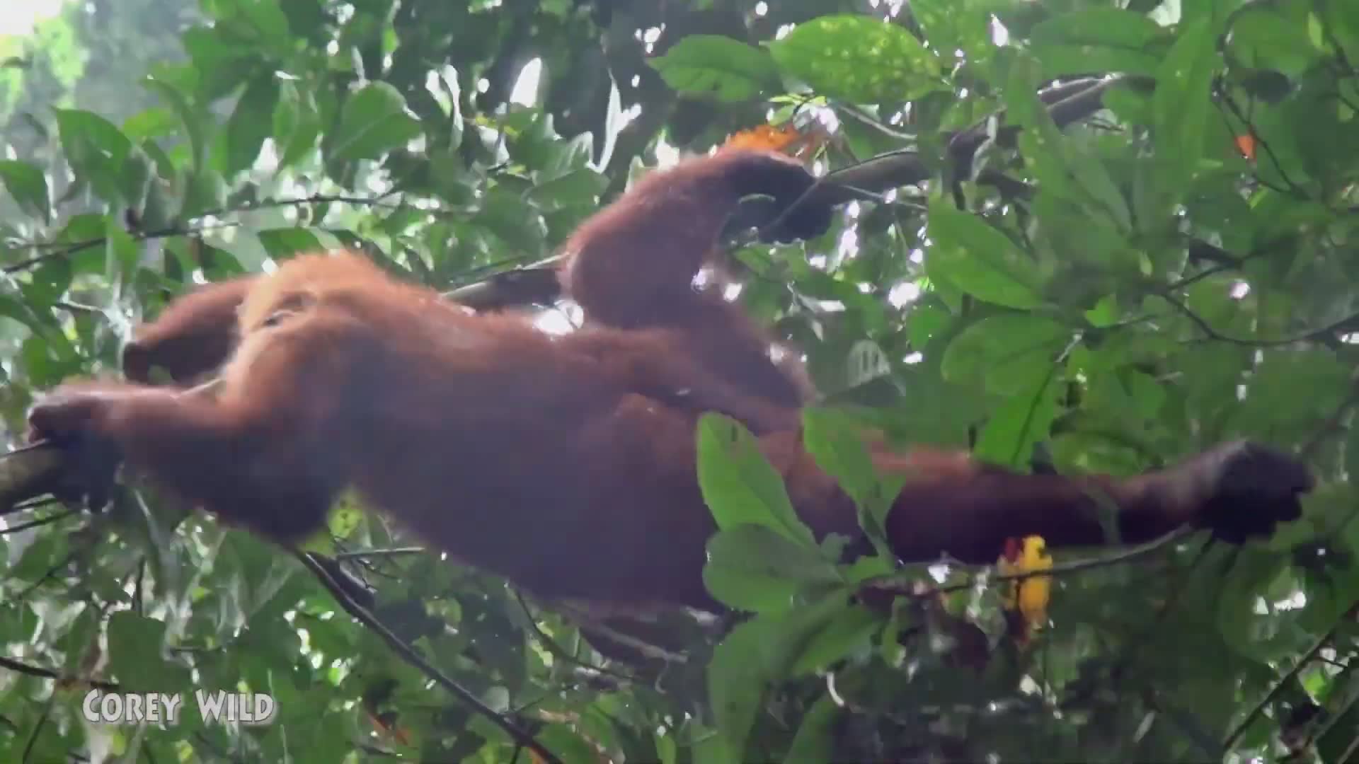 Orangutan adventure