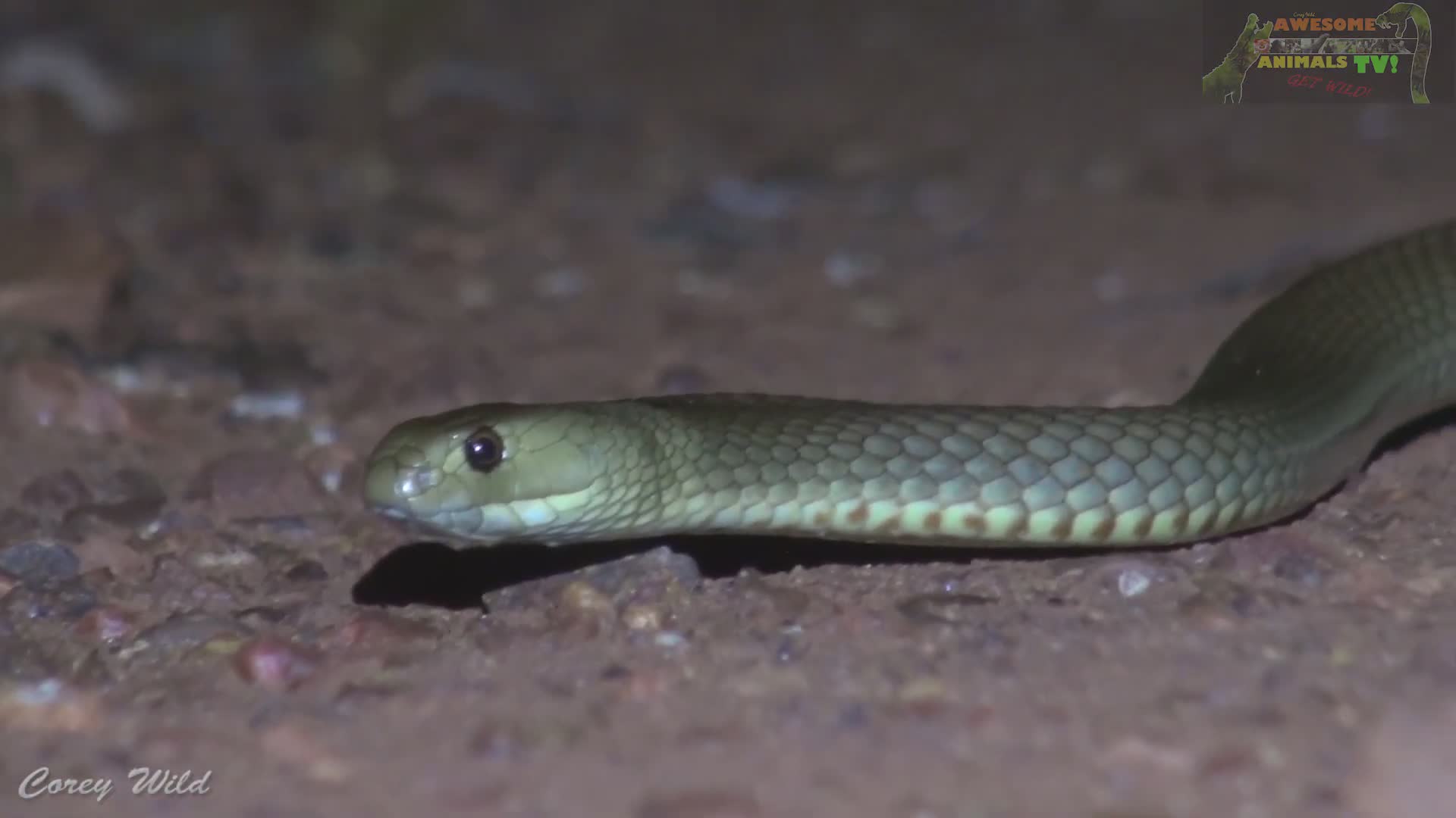 Deadly venomous brown snake