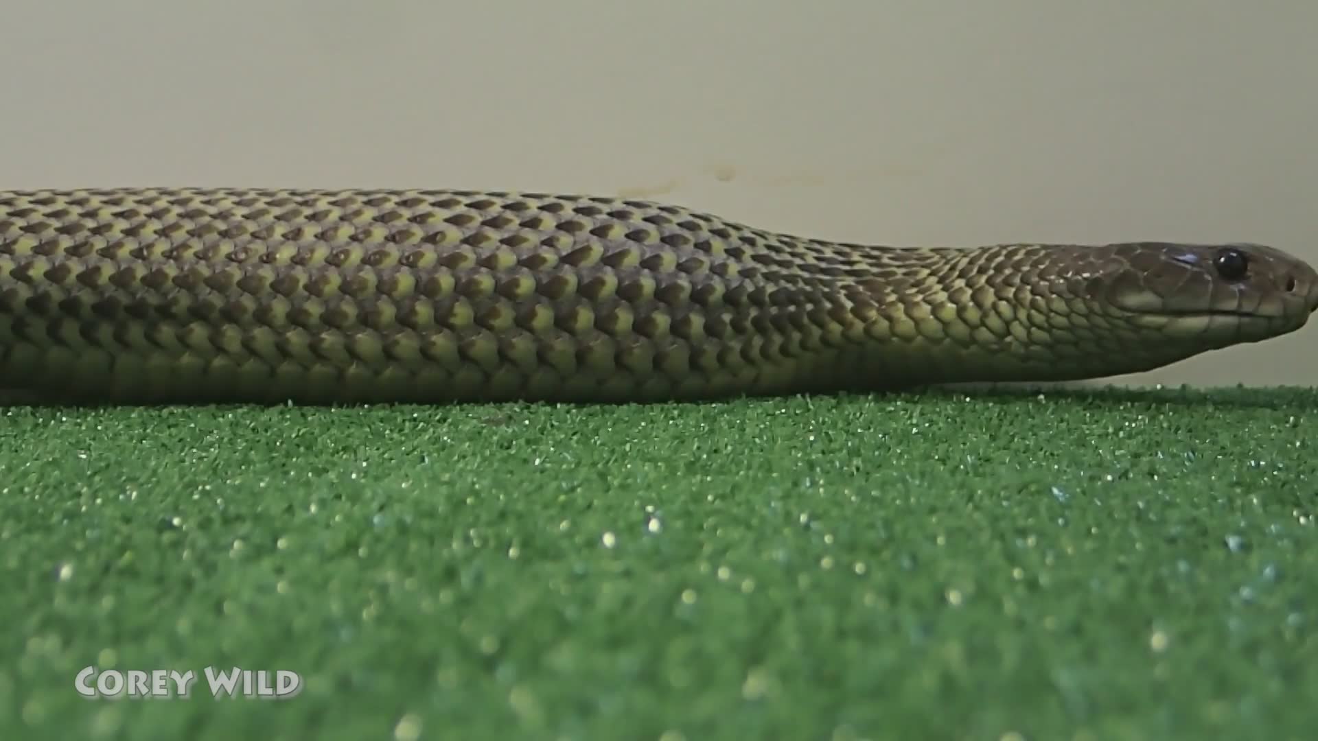 Snakes vs rodents