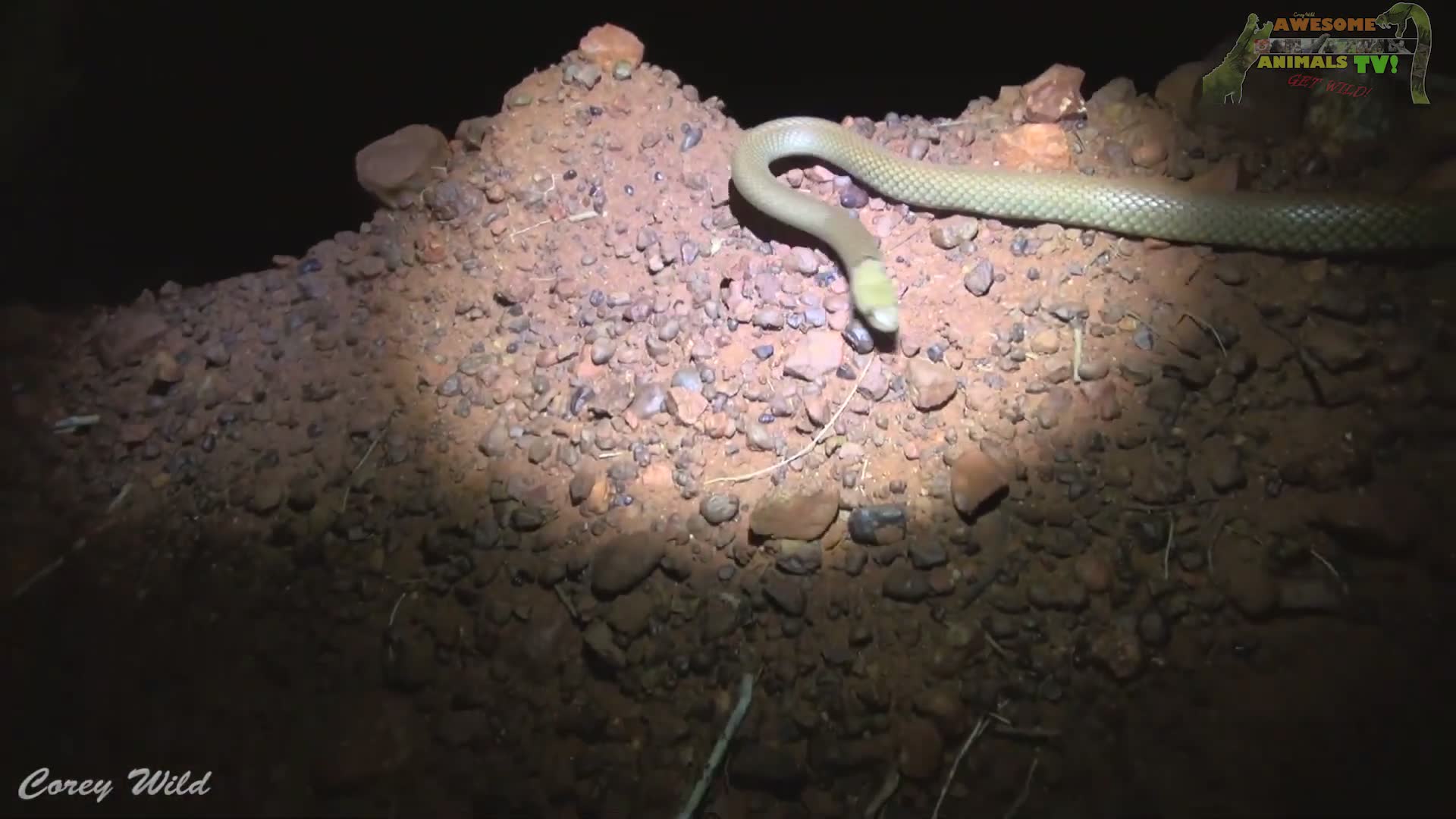 Deadly venomous brown snake