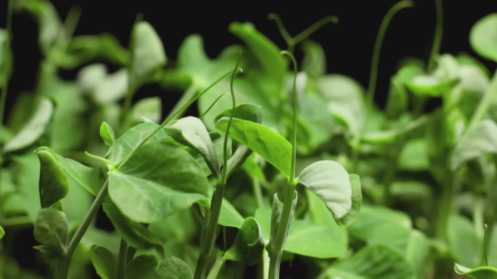 Are Oxalates In Vegetables Bad For You? | Doctors explain