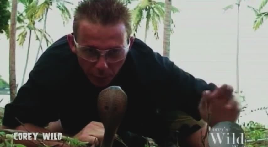 Taming down a wild spitting cobra
