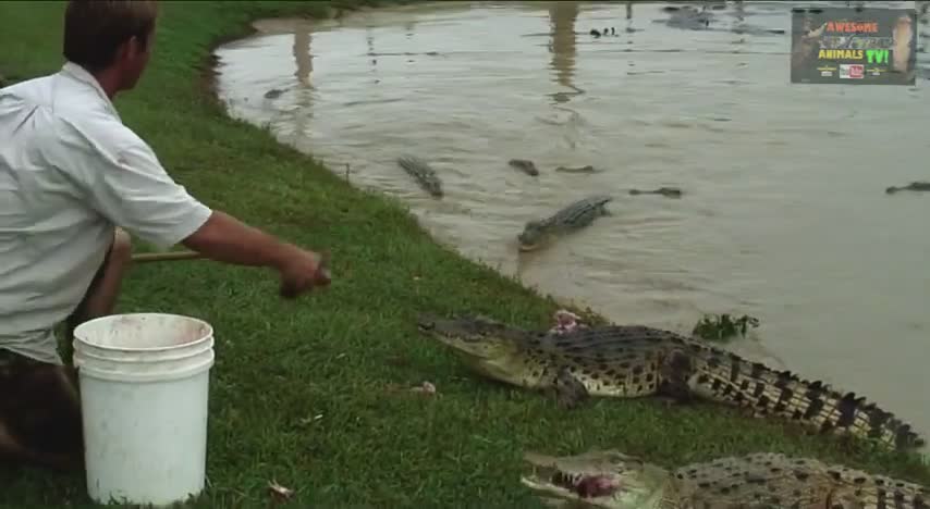 The crocodile man in Australia