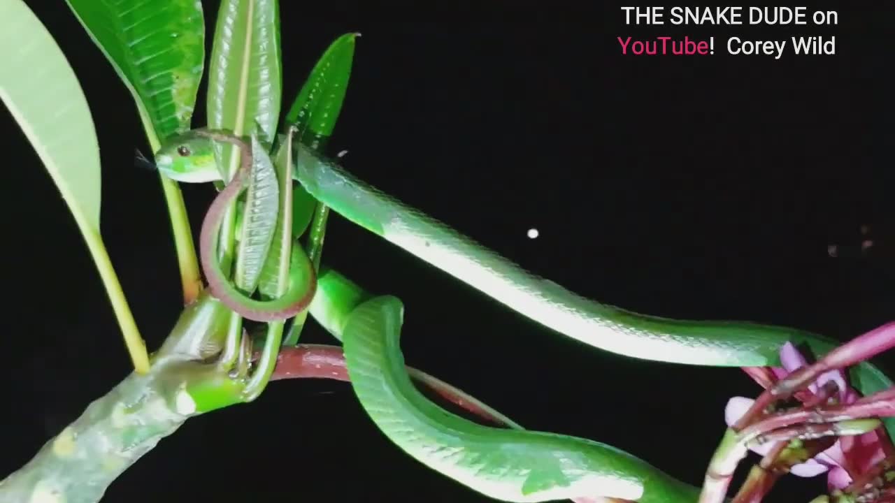 The Incredibly Beautiful Green Pit Viper