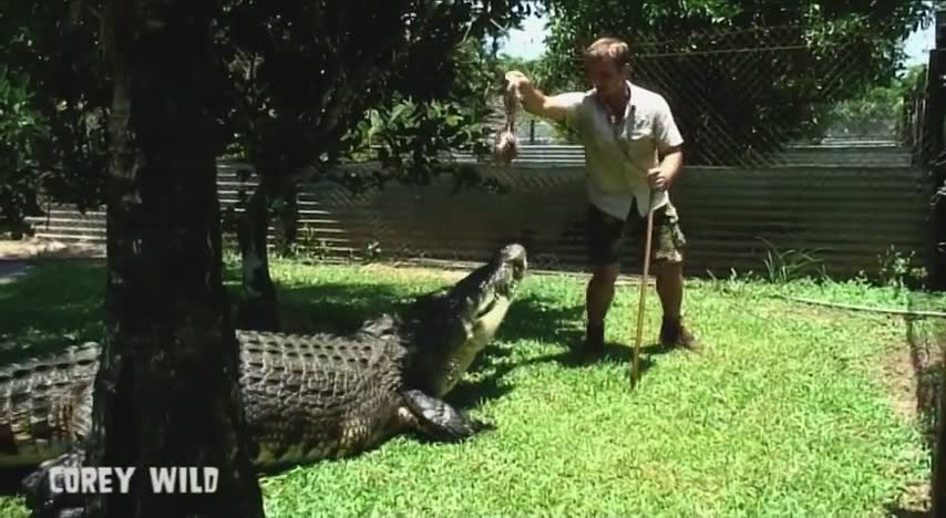 The real Crocodile Dundee | Top 10 Crocodiles