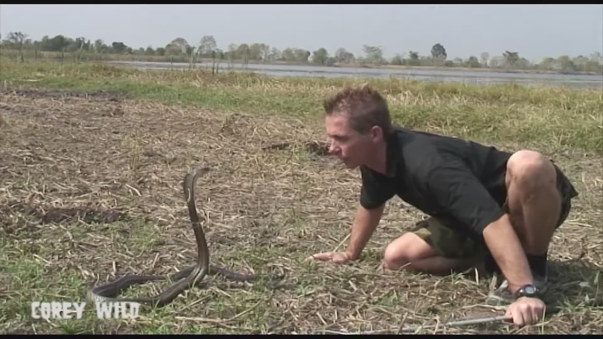 The Snake Dude vs Cobra Snakes