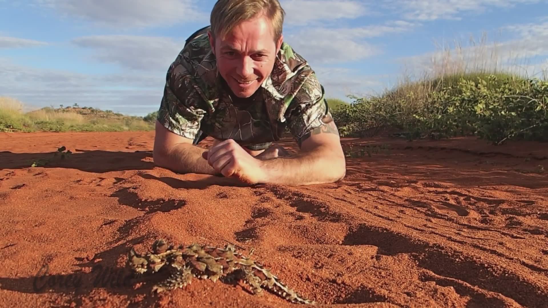 Thorny devils and why they are the living dinosour