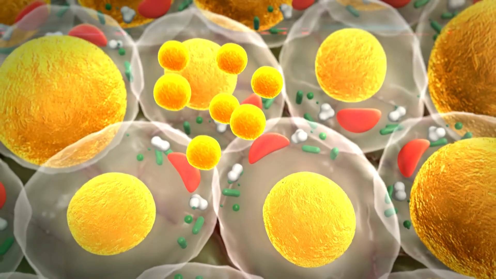 What Everyone Gets Wrong About Cholesterol