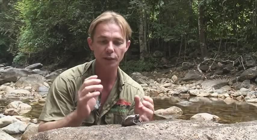Top 10 Frogs in the World