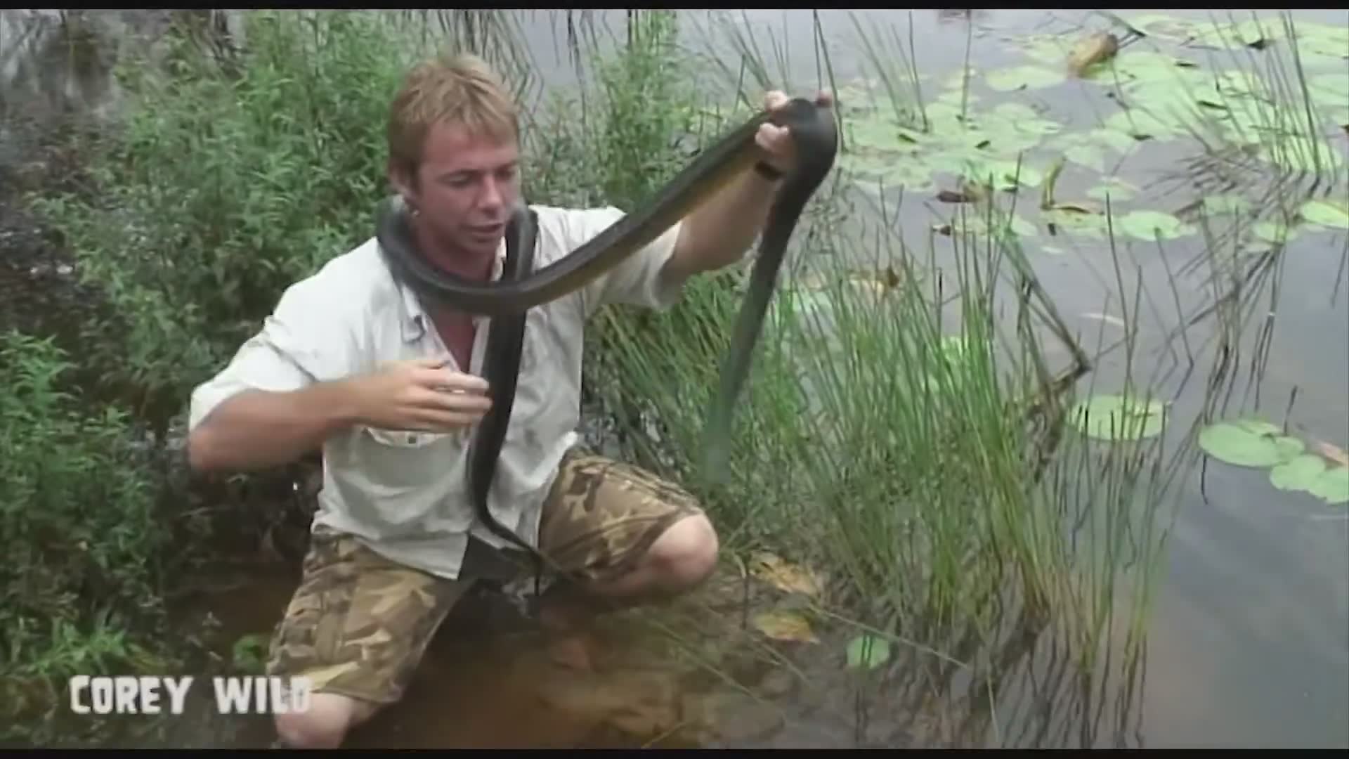 Top 10 Snakes