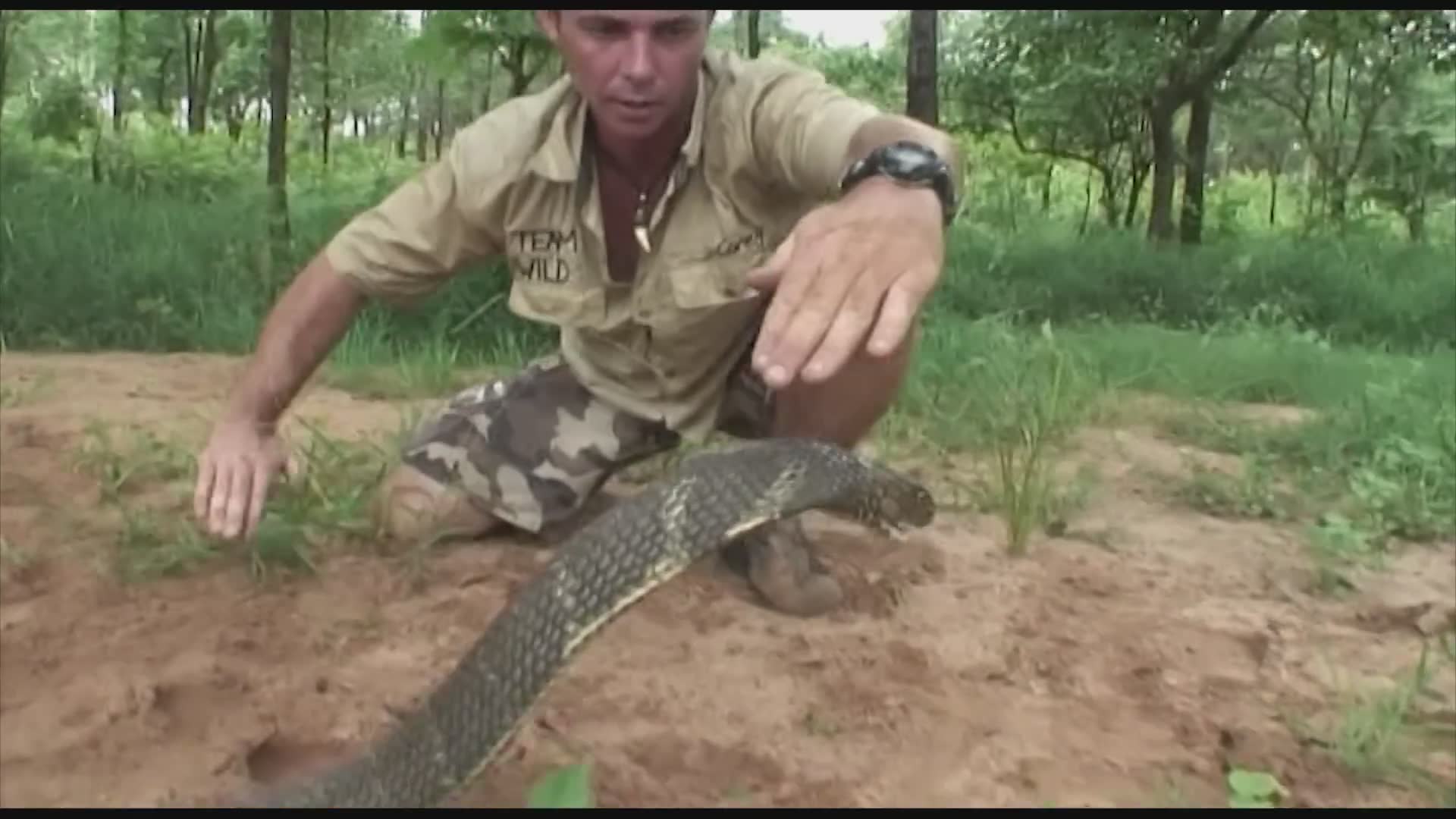 Top 10 Dangerous Animals in the World | Tarantula Fishing