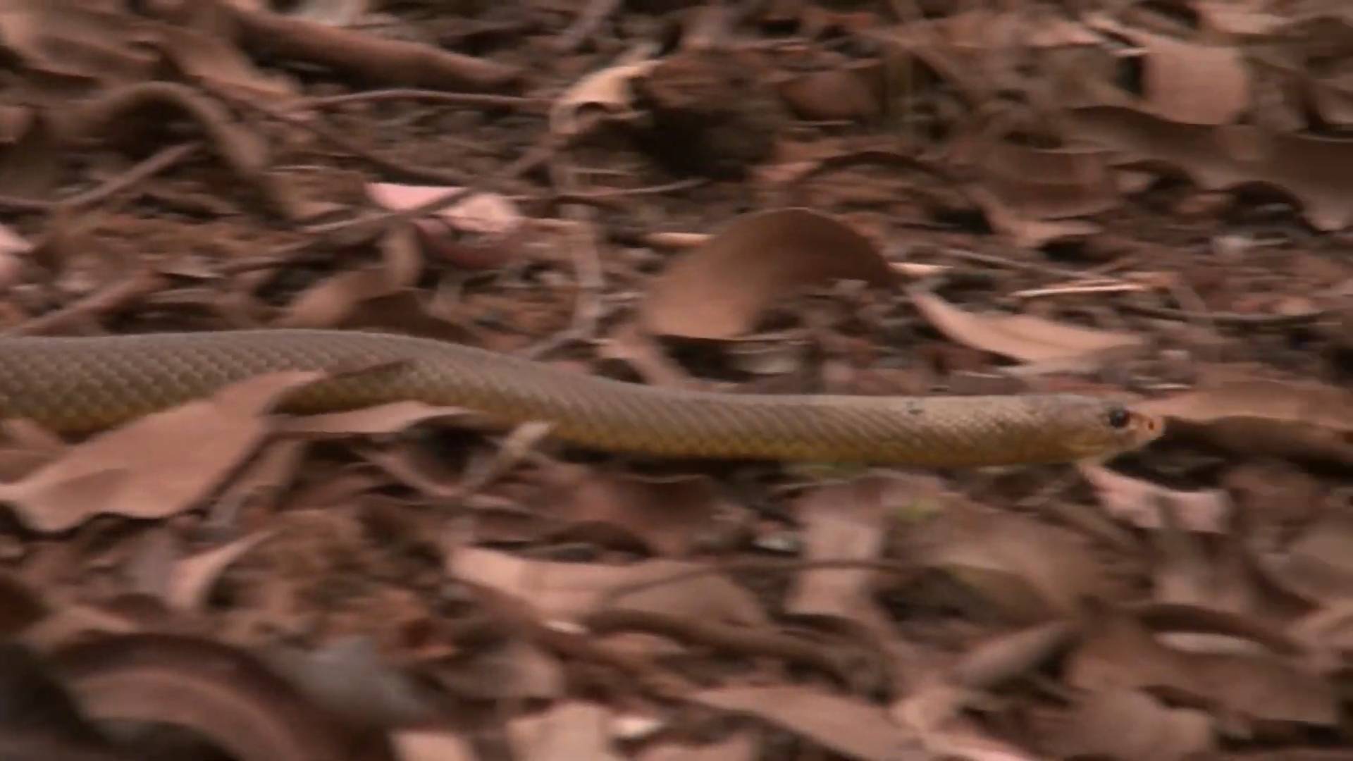 Venomous Brown Snake Killed by a Mouse