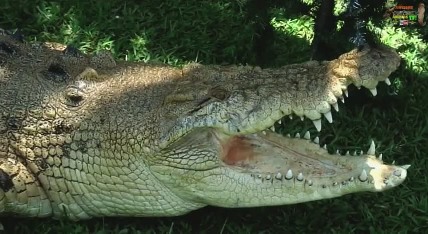 Ultimate crocodile attack compilation