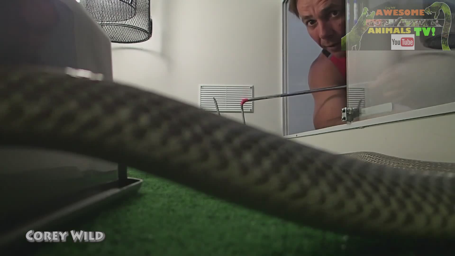 Venomous snakes in Australia