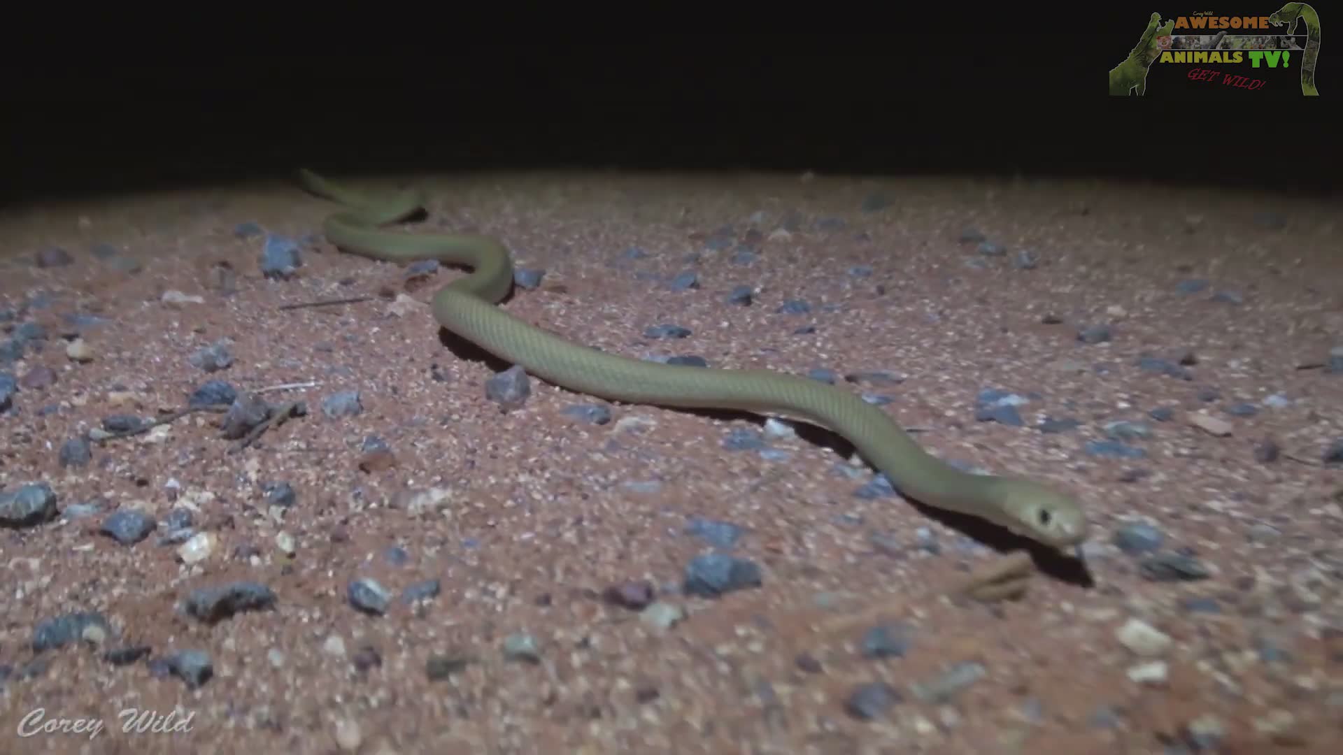Deadly venomous brown snake