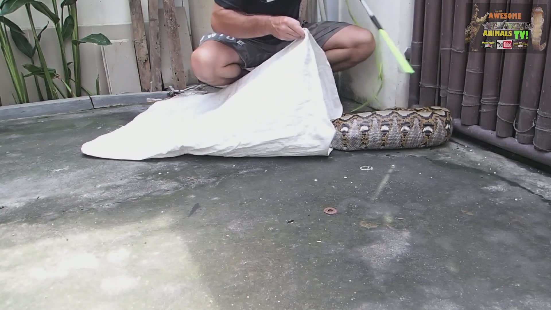 Snake capture | Top 10 biggest snakes in the world