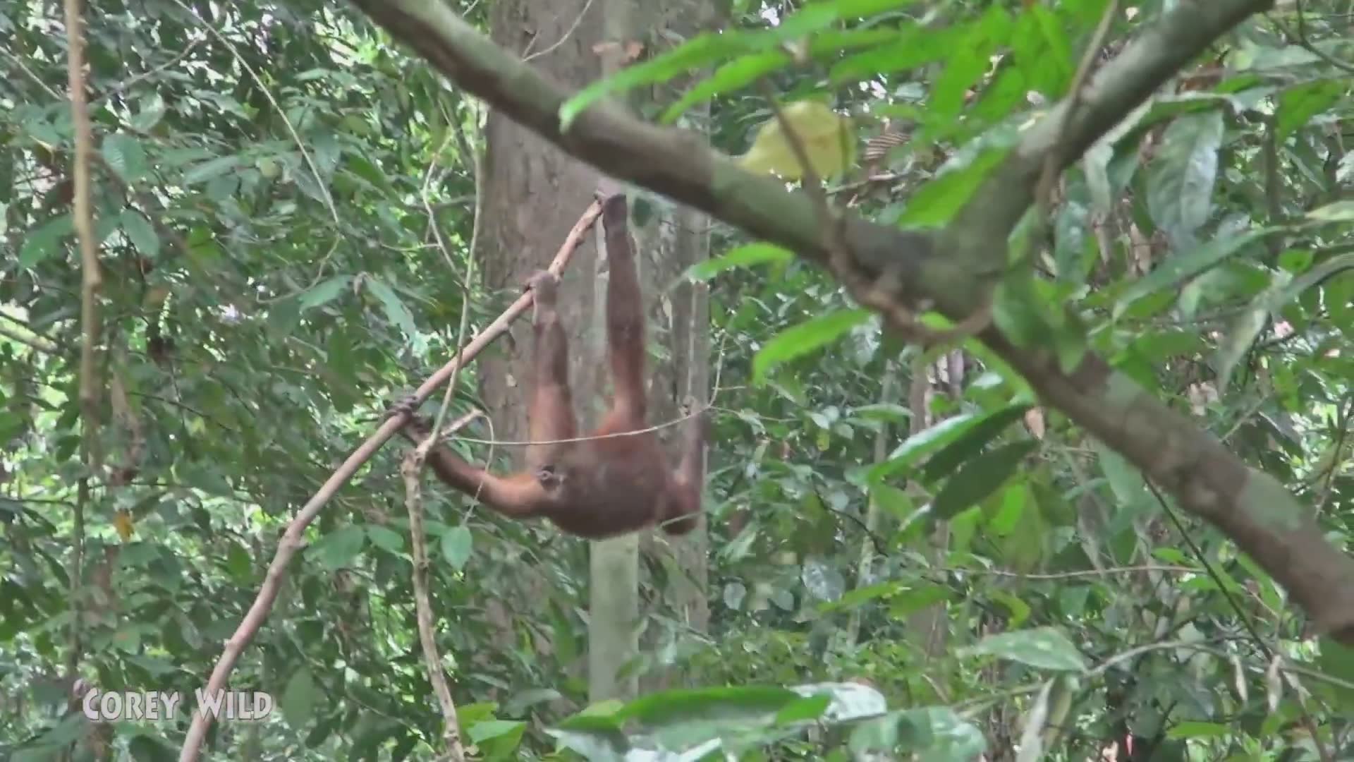 Orangutan adventure