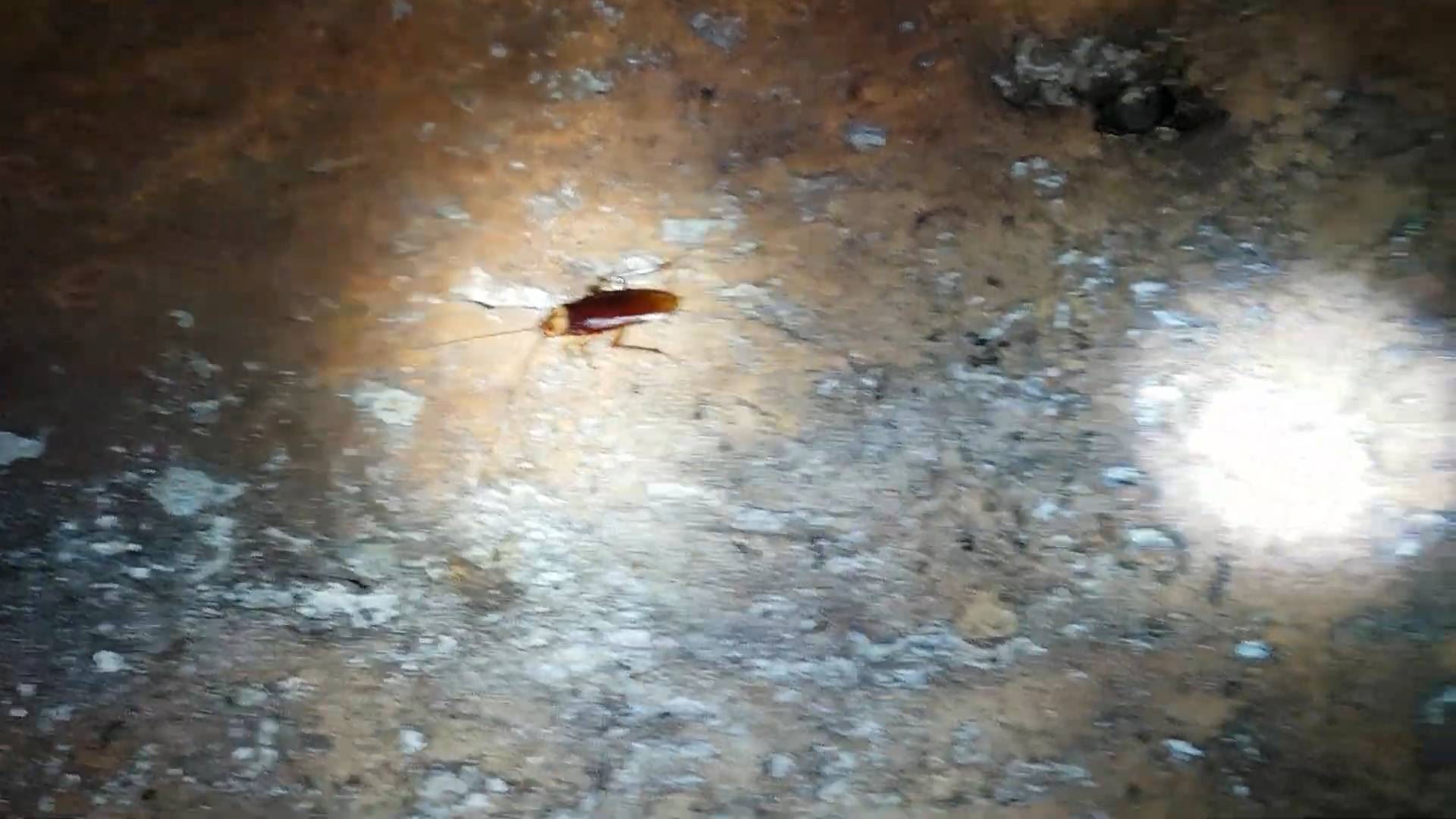 Tail-less whip scorpions | Dangerous
