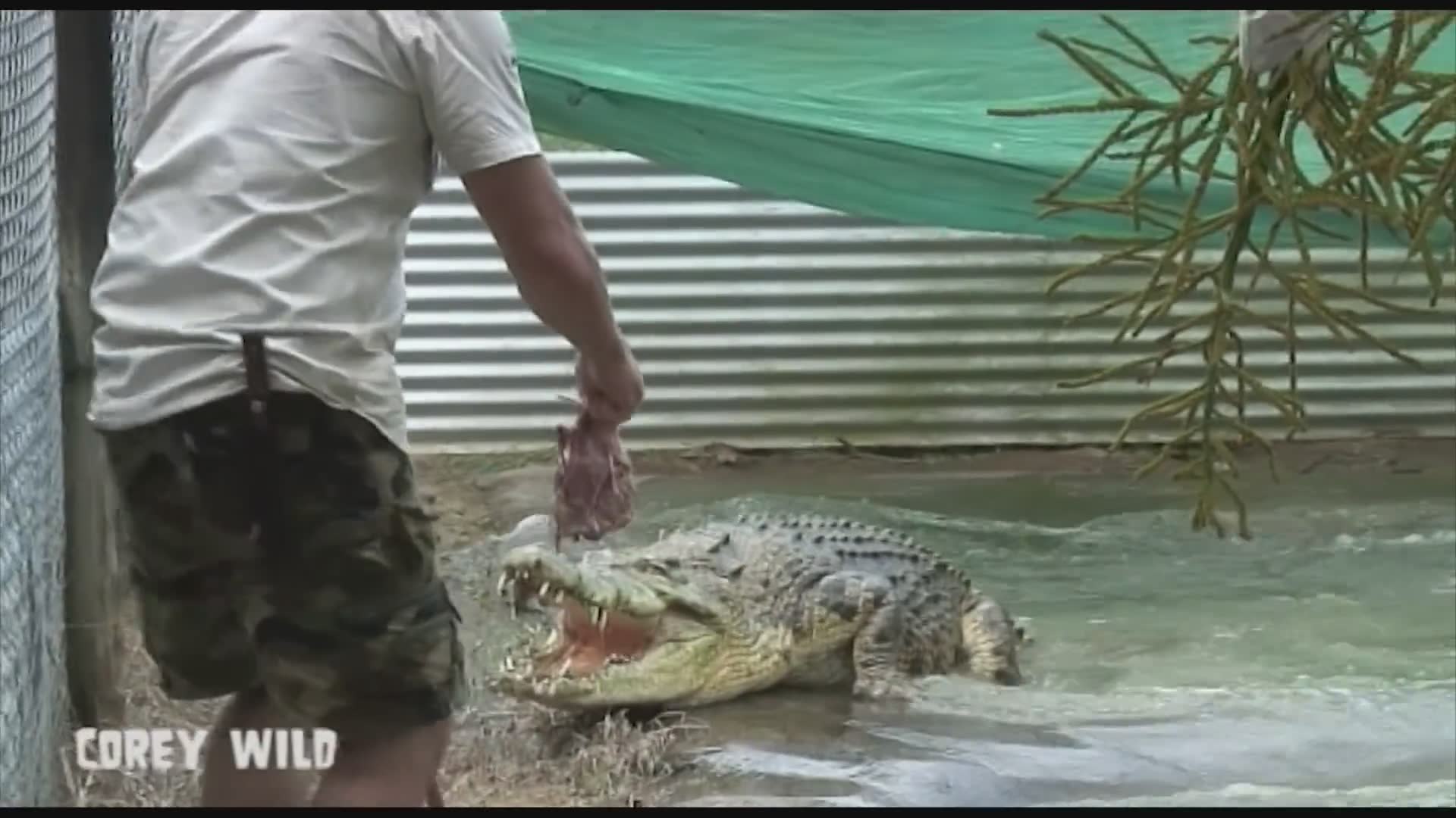 The crocodile man in Australia