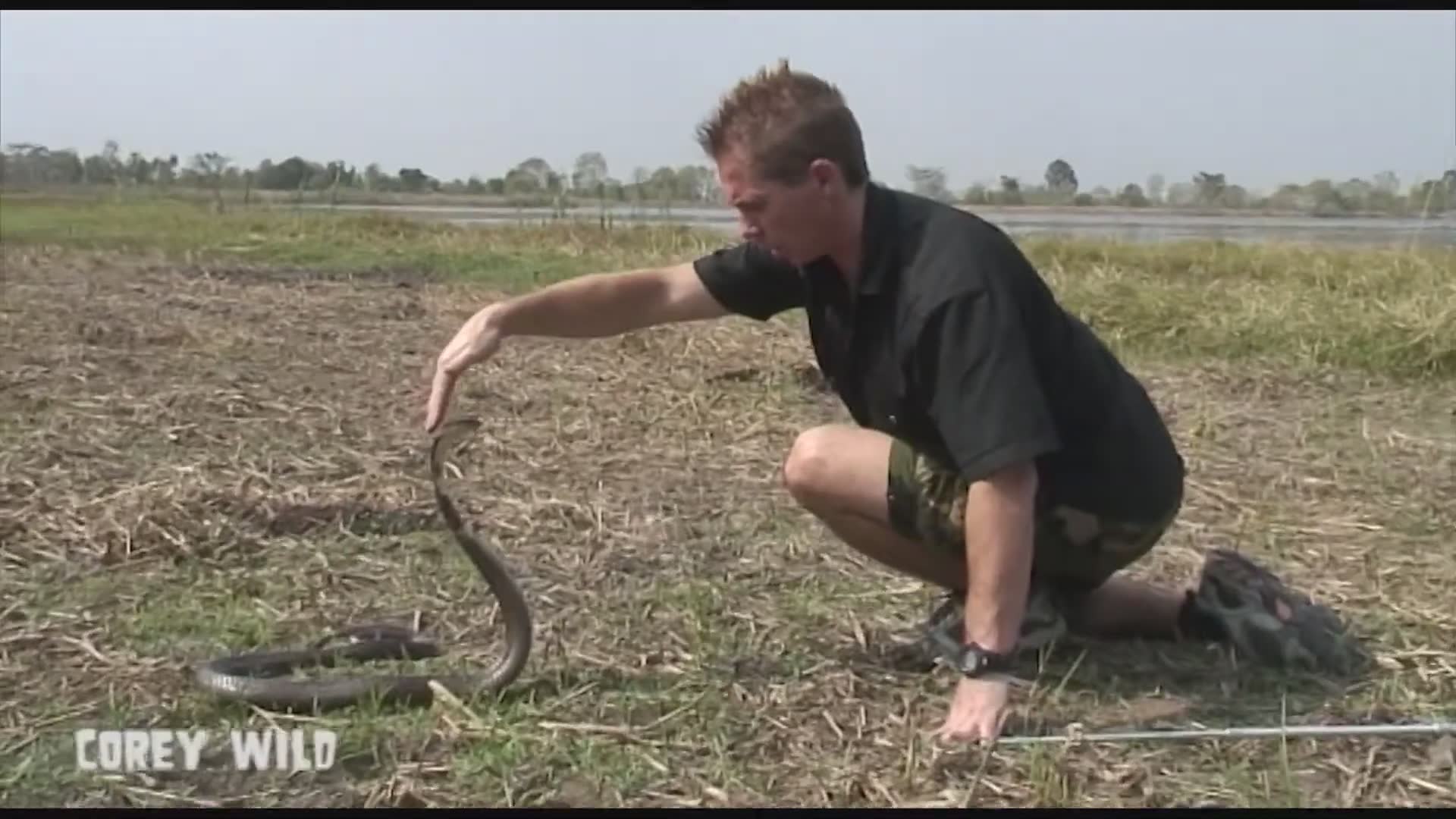 The snake dude vs cobra snakes