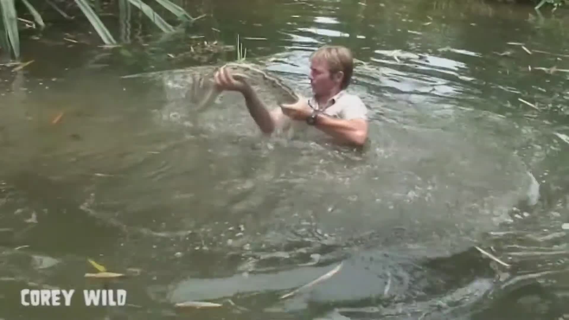 Top 10 dangerous animals in the world | Creepy crawlers