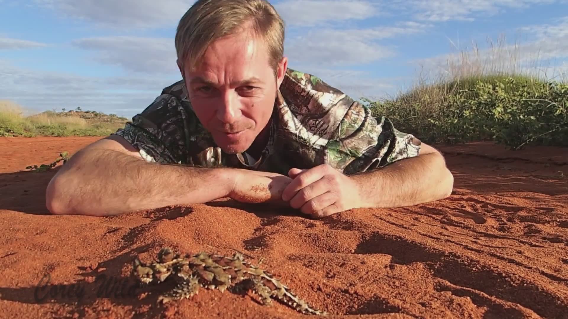 Thorny devils and why they are the living dinosour