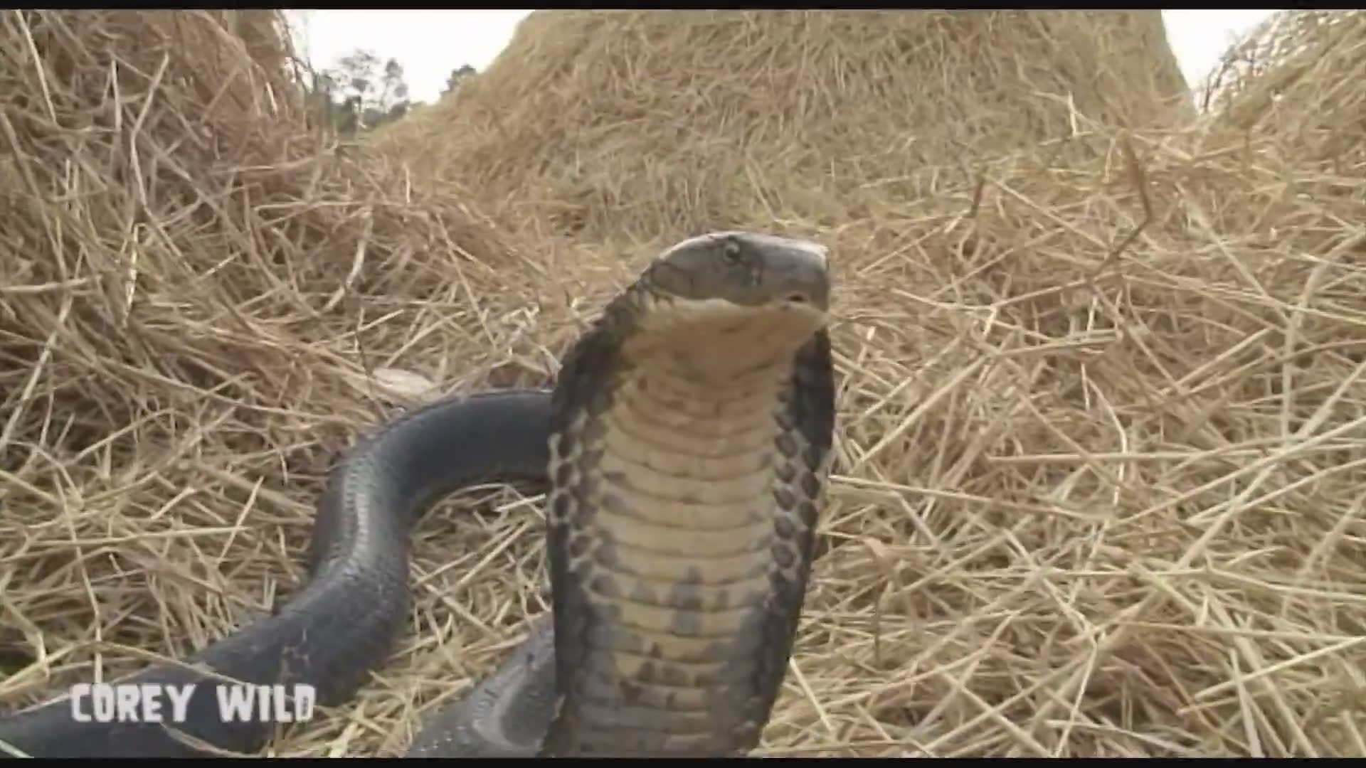 Top 10 dangerous animals in the world | King cobra