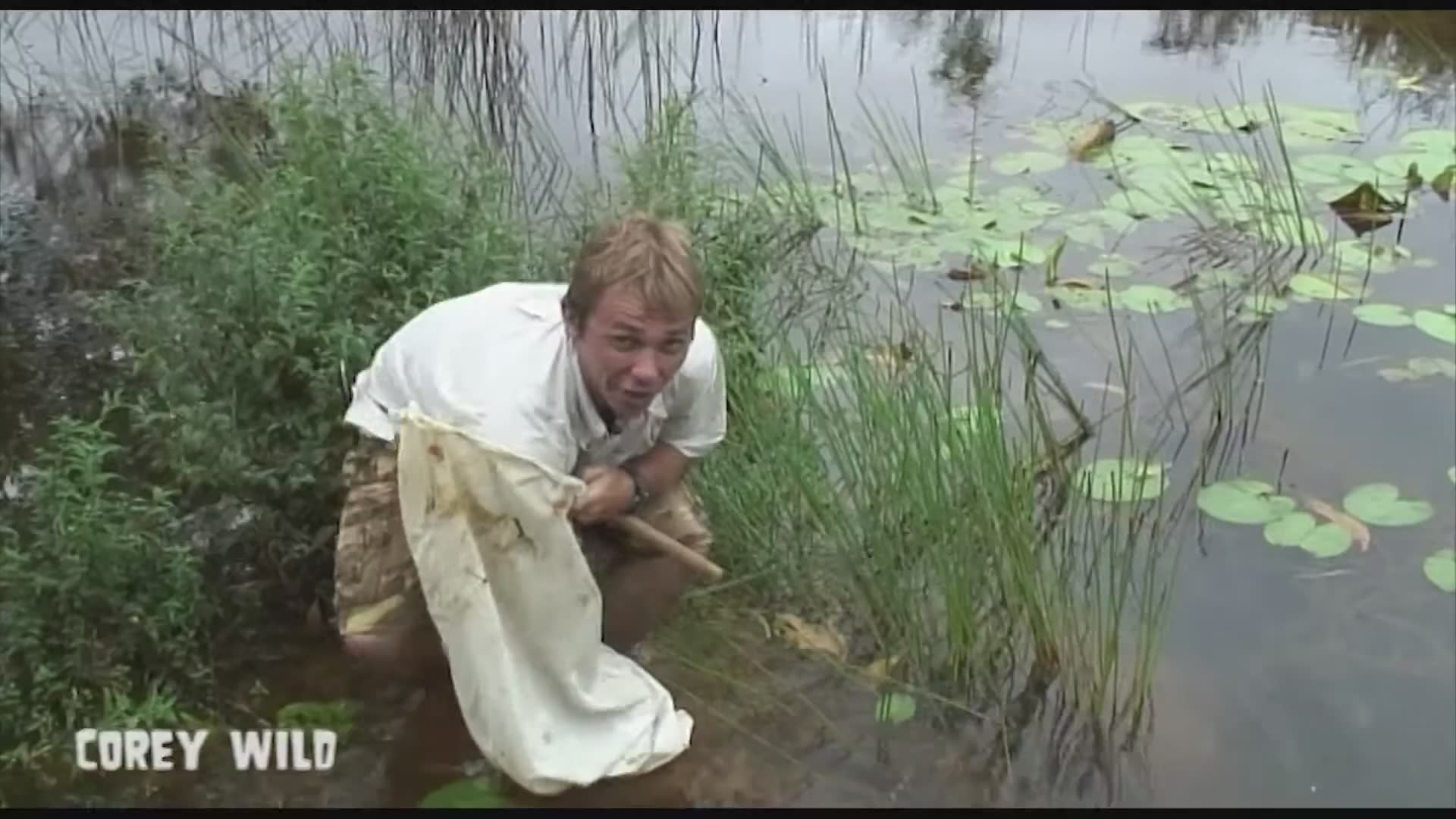 Top 10 snakes