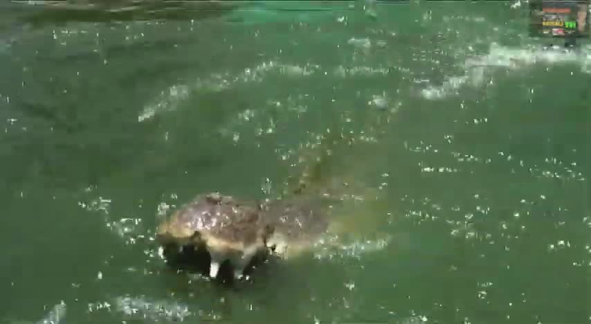 Crocodile attack compilation