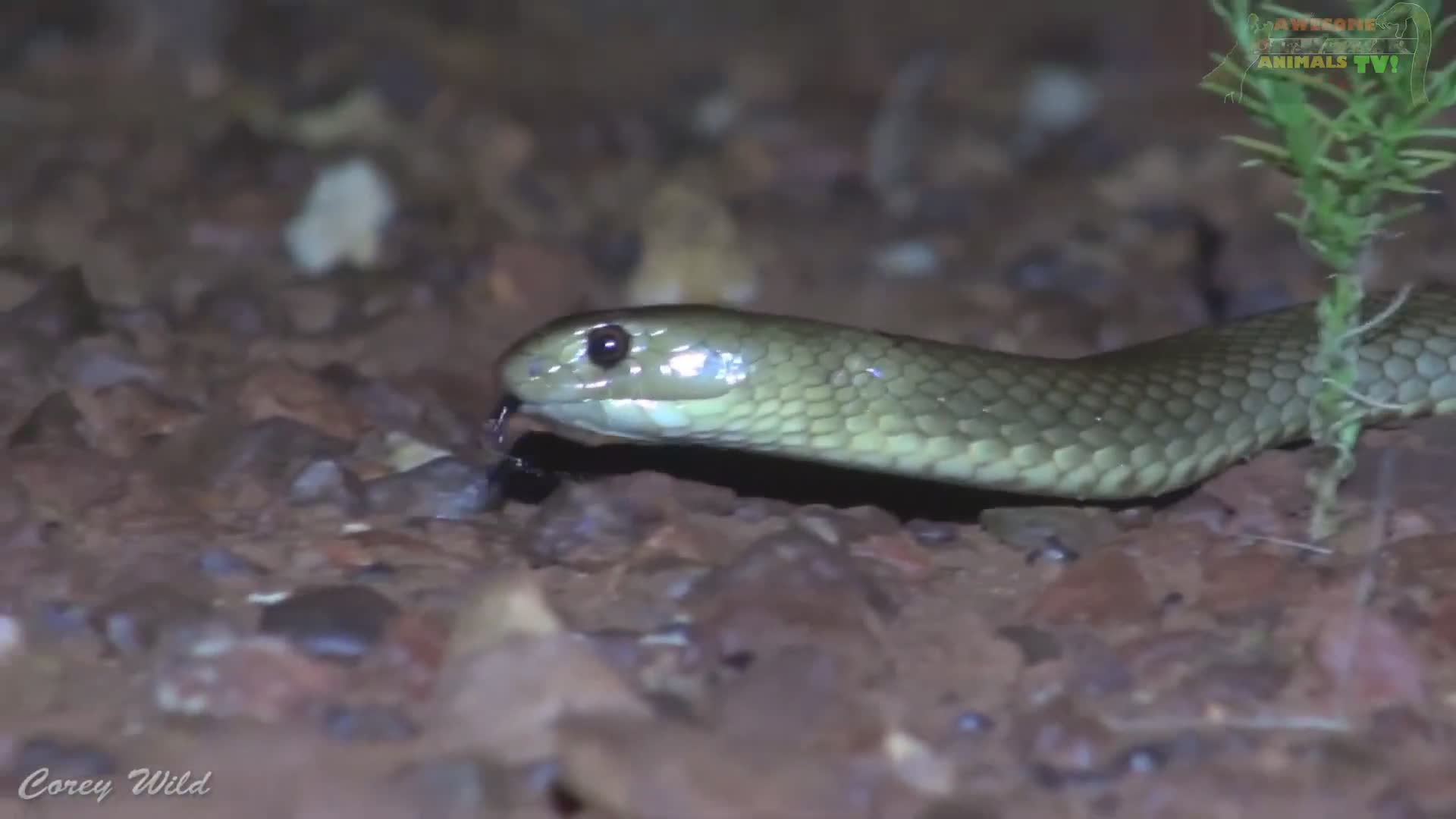 Deadly venomous brown snake