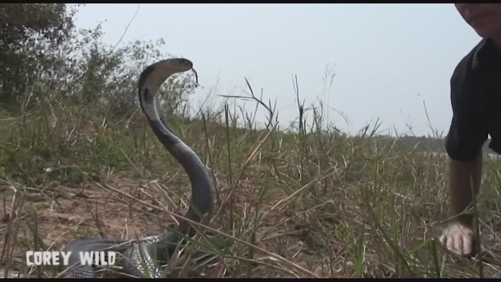 The Snake Dude against cobra snakes
