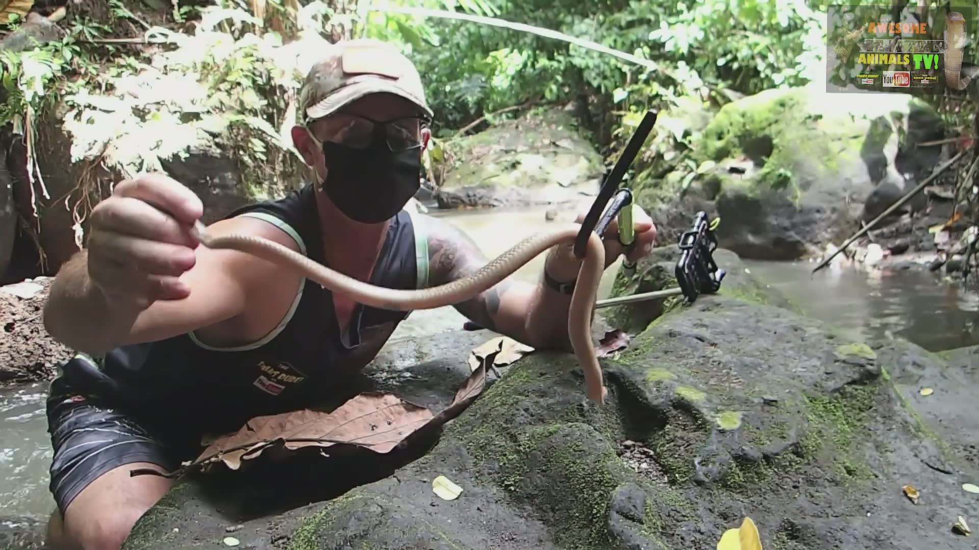 Venomous cobra snake