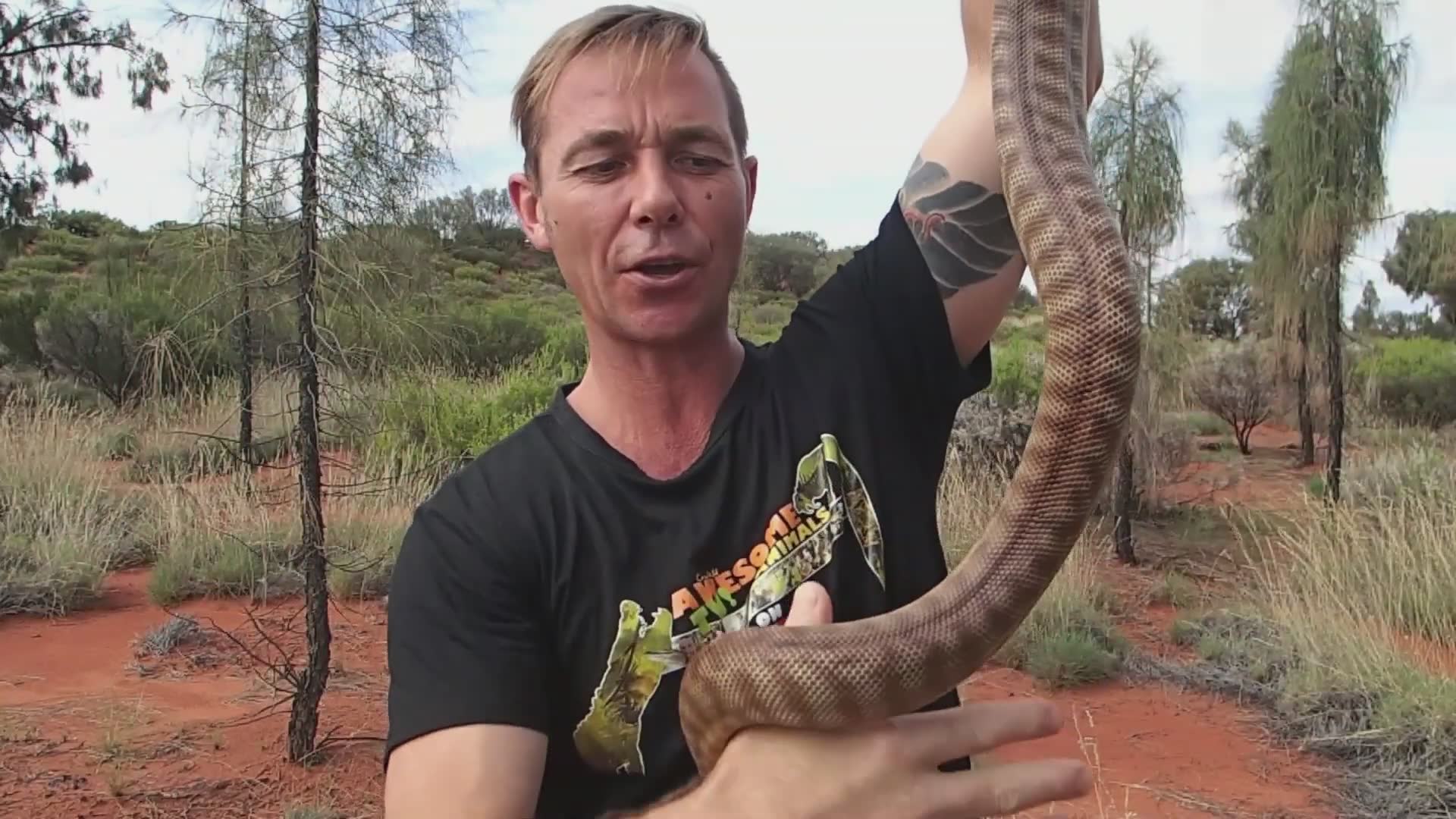 Venomous snake eating python