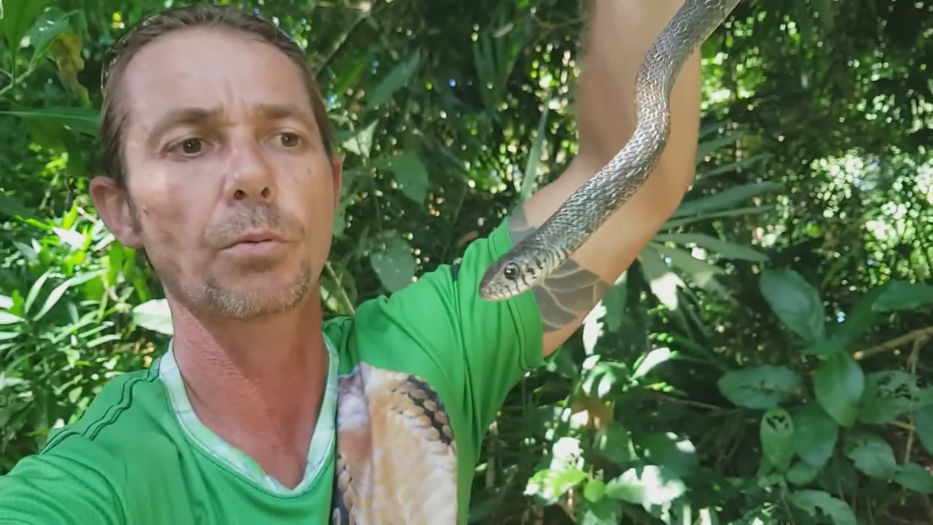 Venomous snake you need to see