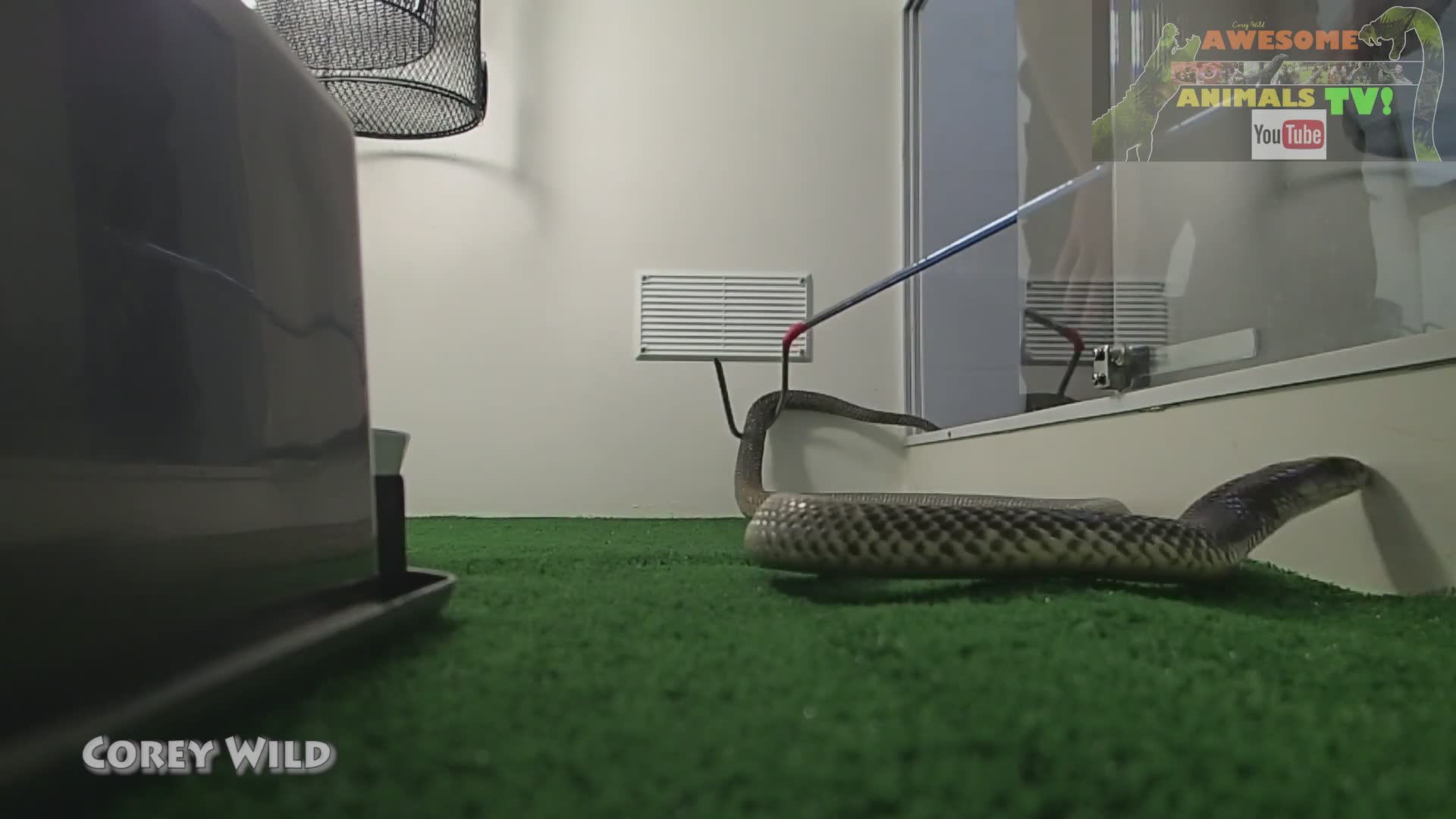 Venomous snakes in Australia