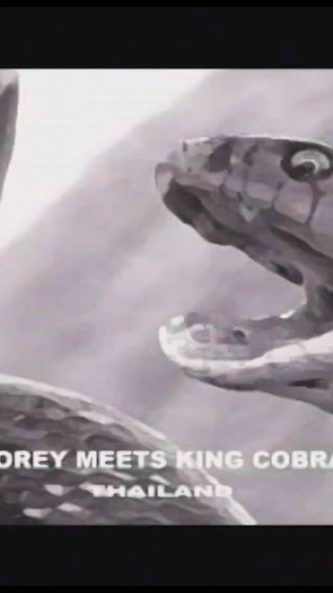 The Snake Dude strikes again