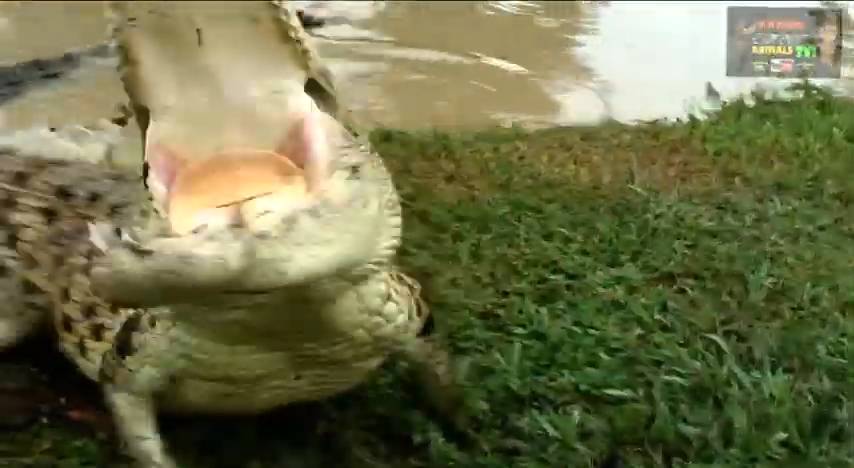 The crocodile man