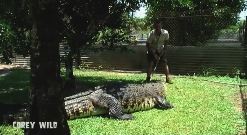 The real Crocodile Dundee | Top 10 crocodiles