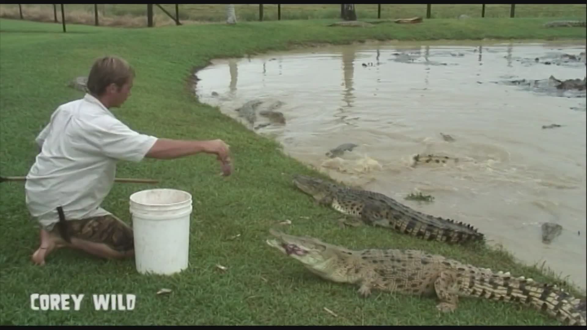 Crocodile man vs crocodile death toll