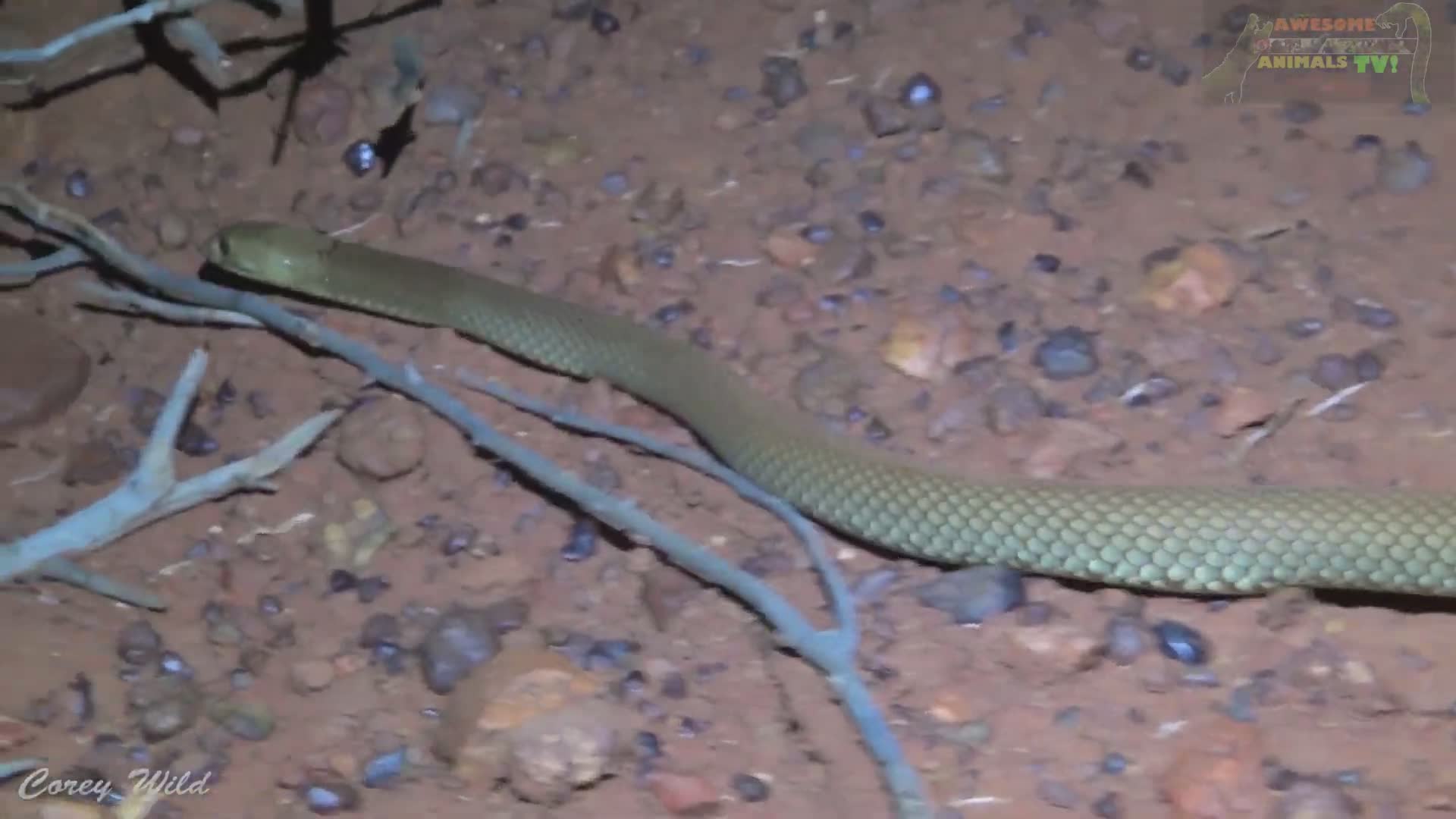Deadly venomous brown snake