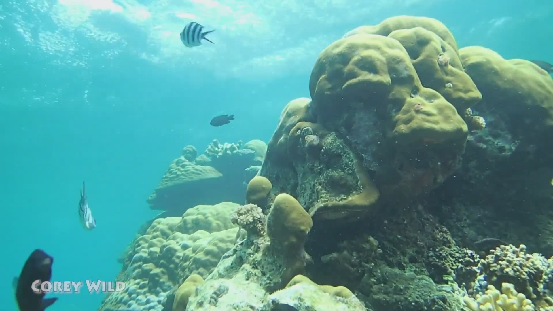 Save the coral reef
