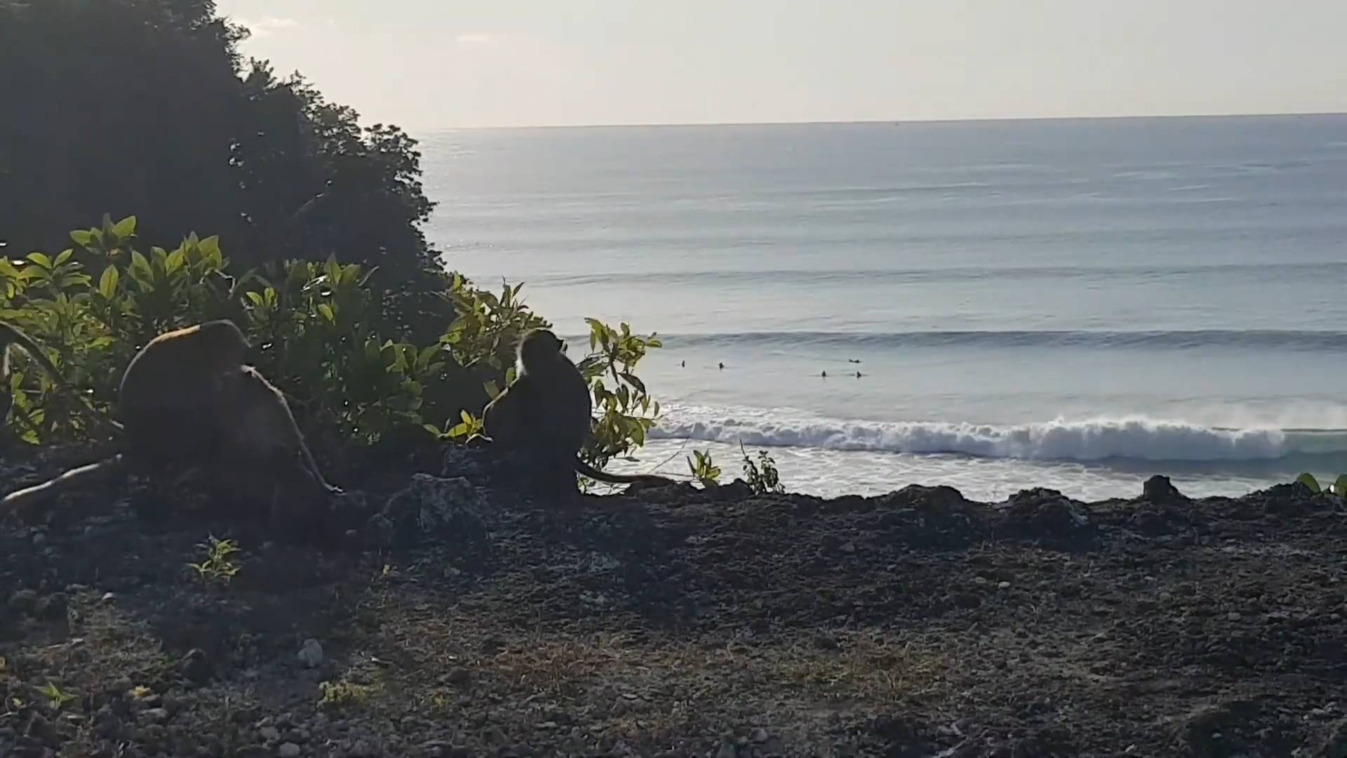 Surf monkeys