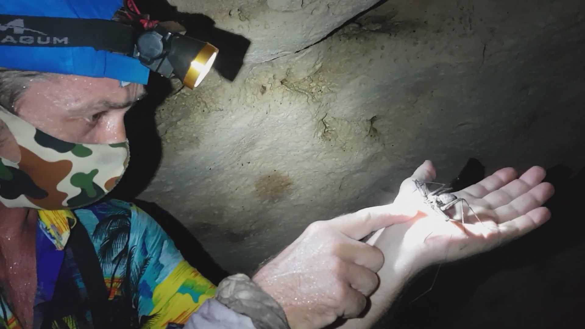 Tail-less whip scorpions | Dangerous
