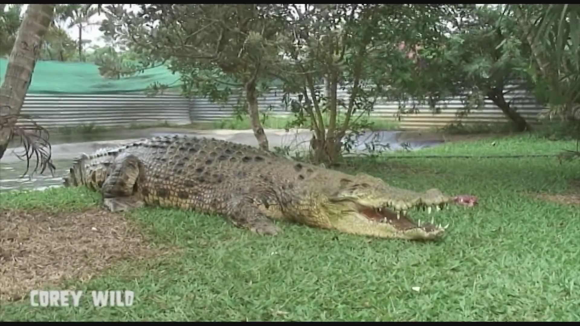 The crocodile man in Australia