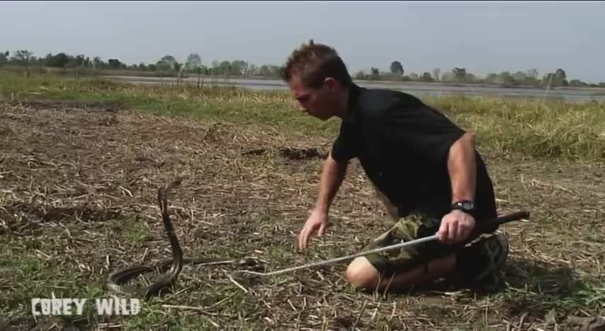 Top 10 dangerous animals in the world | King cobra