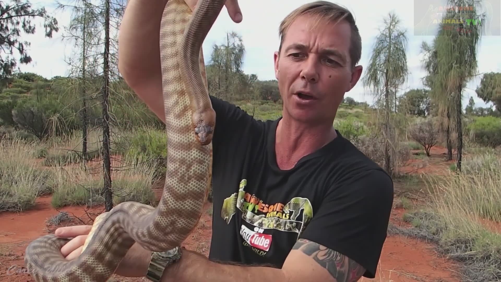 Venomous snake eating python