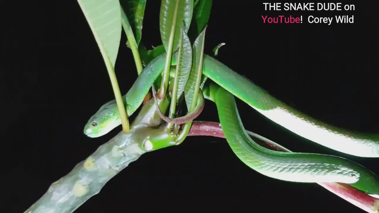The incredibly beautiful green Pit Viper