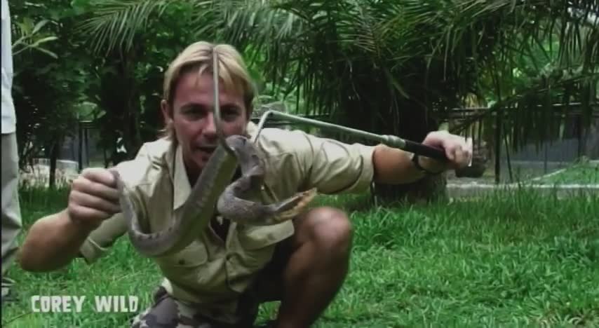 Top 10 dangerous animals in the world | Malay pit viper